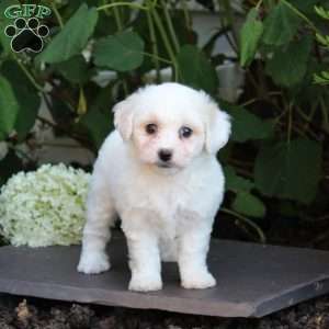 Meggie, Bichon Frise Puppy